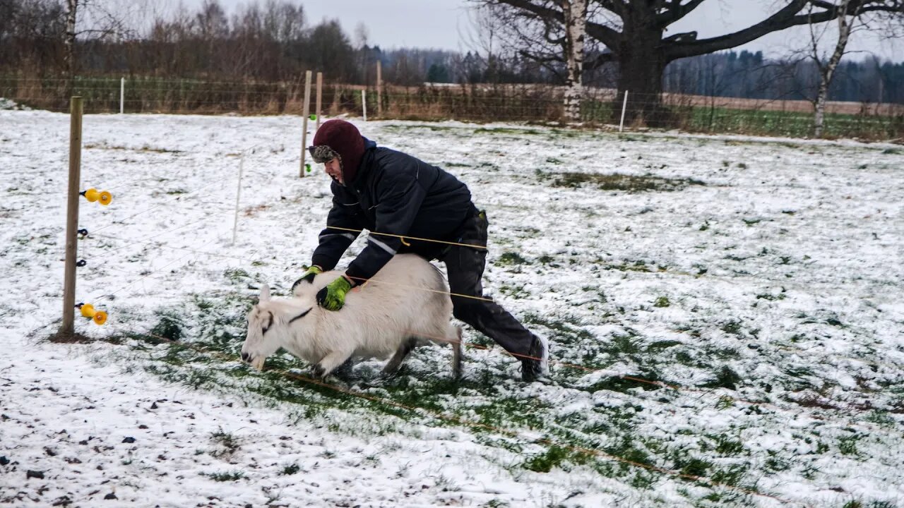 Goats Escaping Electric Enclosure?! What is the solution?!