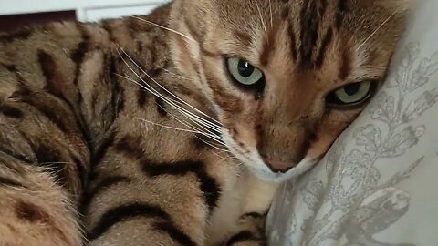 Beddy gets ready for his nap