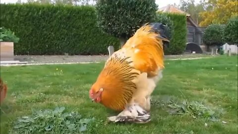 WHY.ARE.YOU.SO.CUTE??? #Puppy #Dogs #Shorts #Puppyvideo #Shortvideo #dog #doglover #cutedog #puppylo