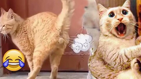 Funniest Cats and Dogs 😺🐶 Funny Animals 2023 😂 Funny Video PART 11 | Pets World TV