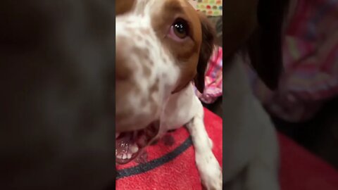 CUTE DOG LICKS THE CAMERA: SO CUTE! #shorts #views #youtubeshorts