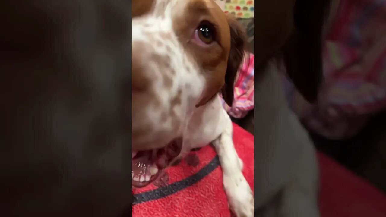 CUTE DOG LICKS THE CAMERA: SO CUTE! #shorts #views #youtubeshorts