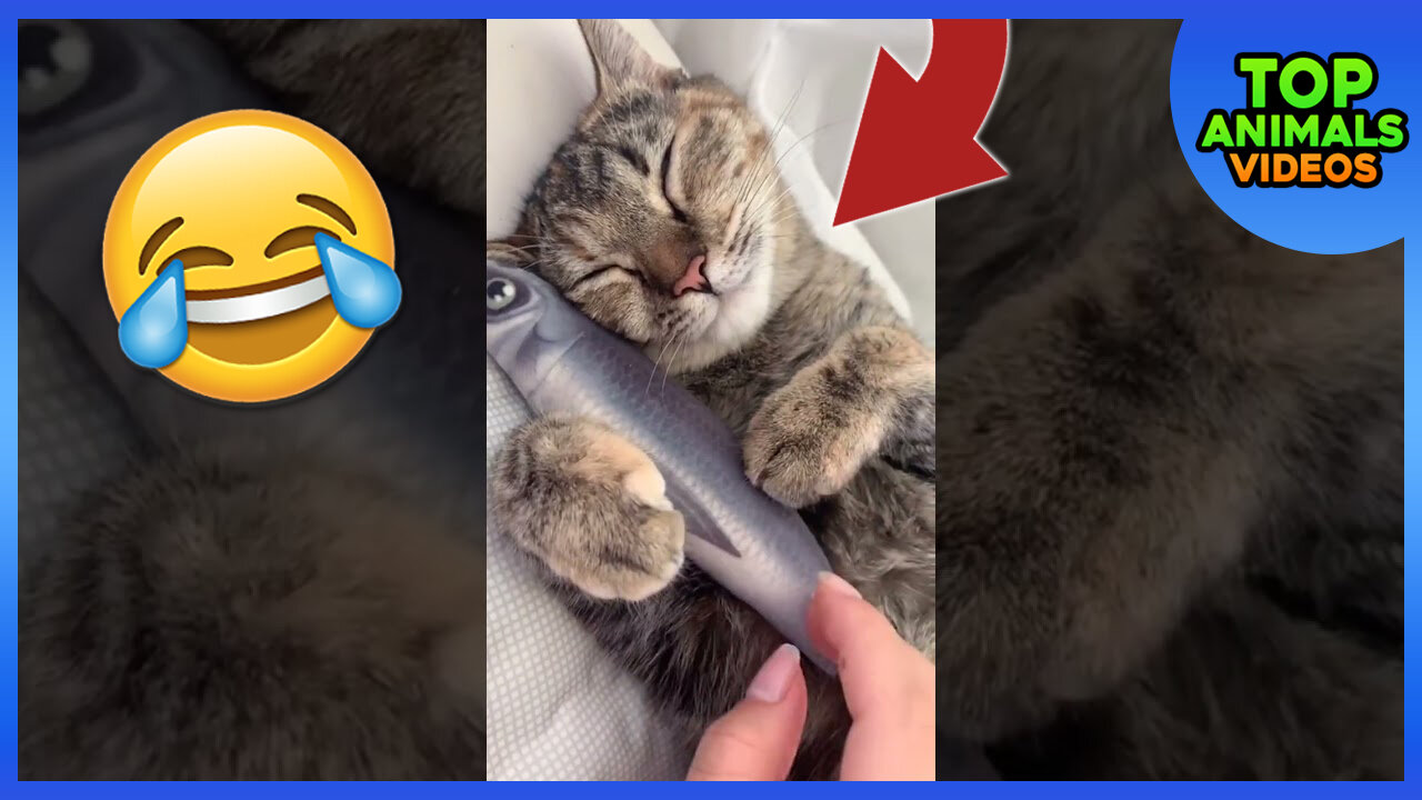 🔴 LOVELY AND FUNNY ANIMALS | FUNNY CAT VIDEO CLIP 2021 🐱😍