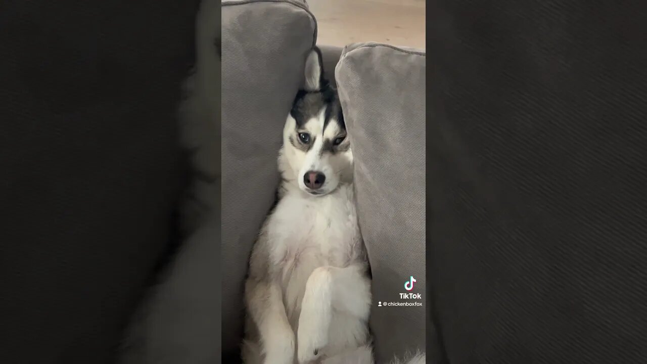 Needs chicken nuggets & fries 🍟 😂 🐶 #chillmode #cuteanimals #cute #funny #dog #laugh #justkidding
