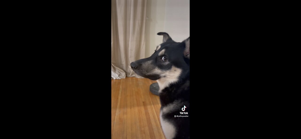 Stubborn Dog Isn’t Ready for Bedtime