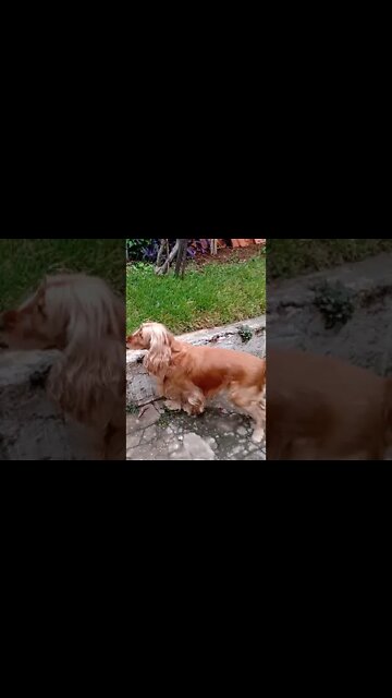 dogshow golden , shorts