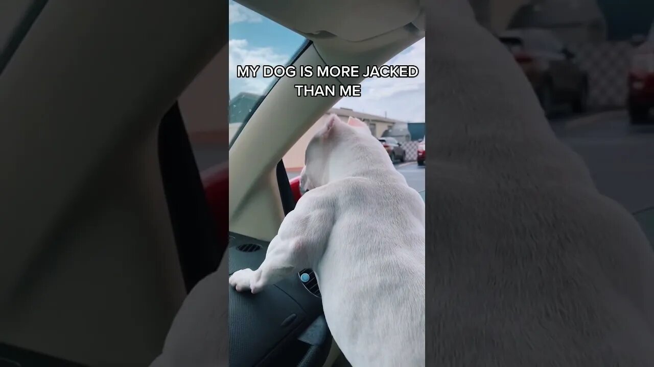 Look @ muscles on this dog - Funny Dogs of Tiktok 2021 #shorts