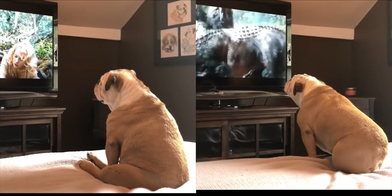 Bulldog has incredible reaction to actress in troble