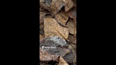 Chill vibes for sure #Subscribe #Alaska #Outdoors #Nature #Shorts #iPhone #fyp #Winter #Christmas