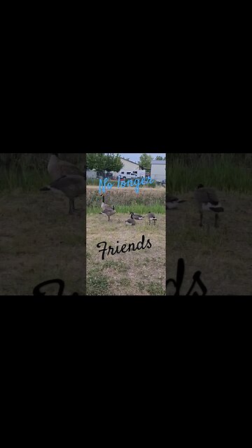 geese no longer friends #shortsvideo #garden #organic #hunting #tips #socialmedia @TalkwithSally