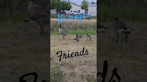 geese no longer friends #shortsvideo #garden #organic #hunting #tips #socialmedia @TalkwithSally