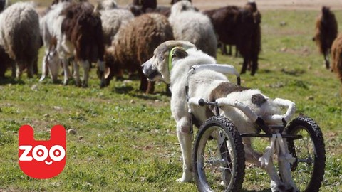 Paralyzed Dog Learns To Walk