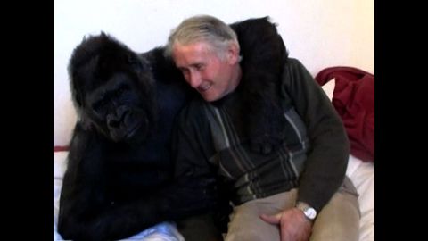 Couple Adopt Gorilla