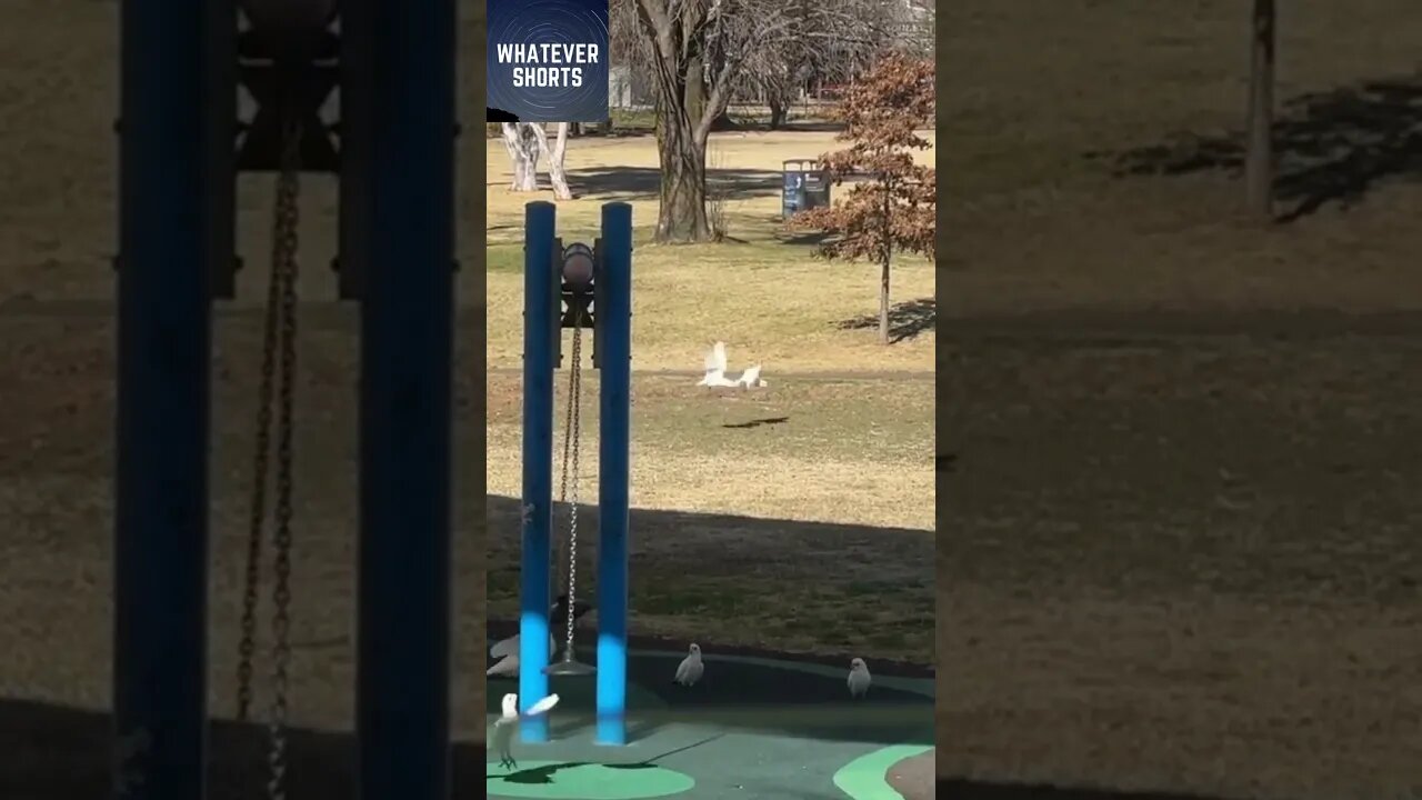 A pack of corellas having fun in the playground #shorts #animals #birds #playing