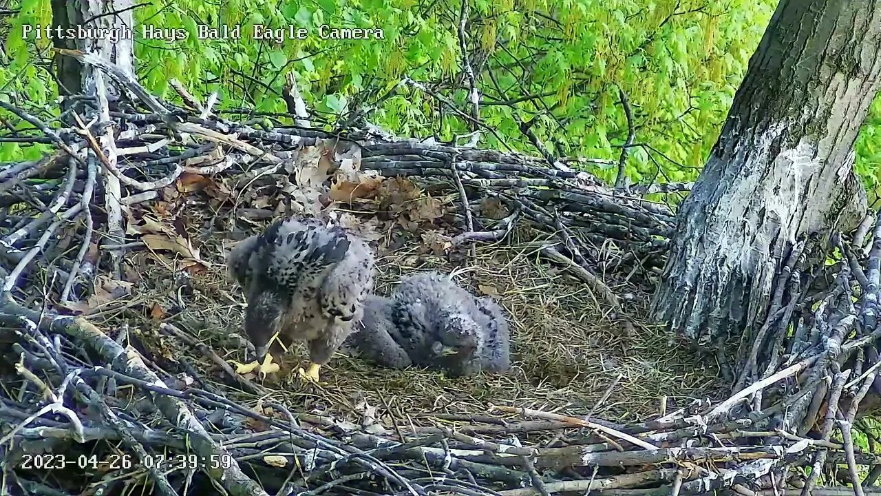 Hays Eagles H19 Self Feed attempt then Stands 4.26.23 7:39am