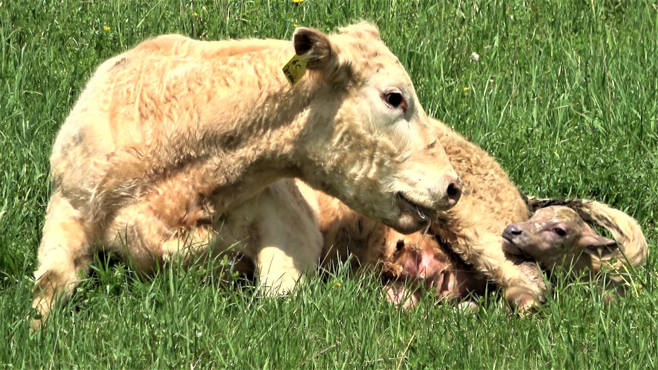 Miracle of birth caught on video as cow delivers her beautiful calf