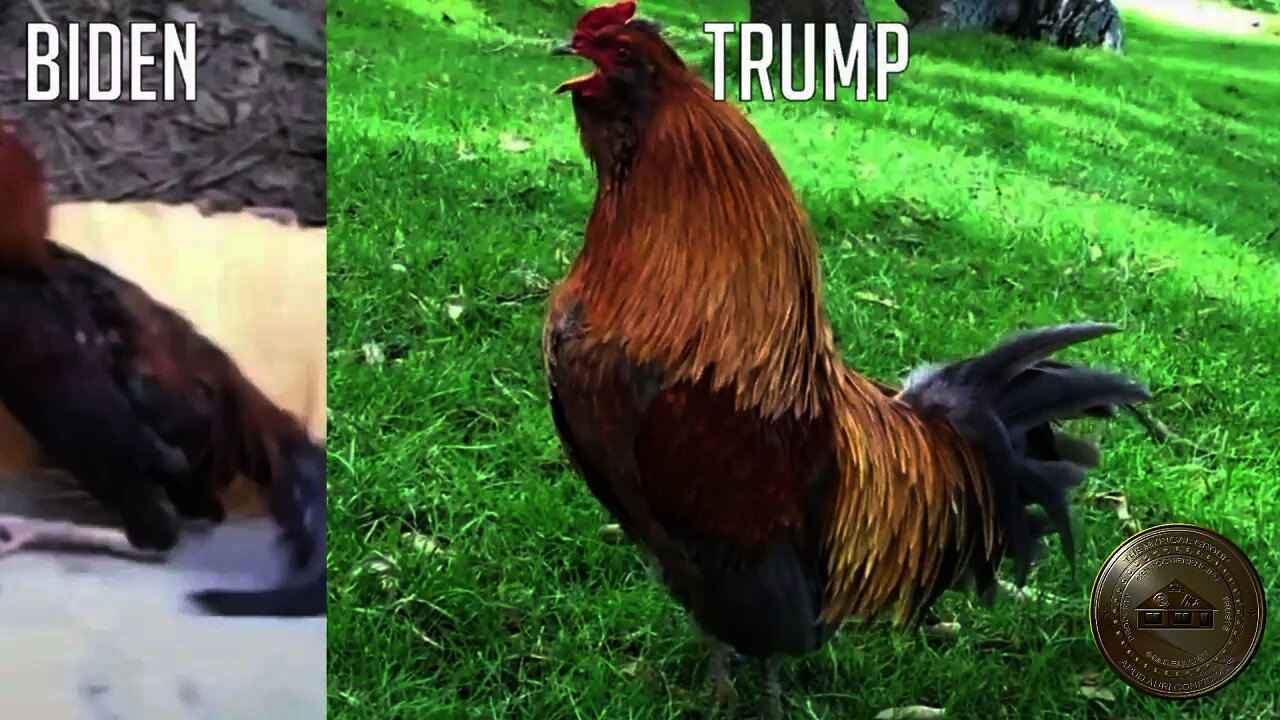 Rooster of the Pack