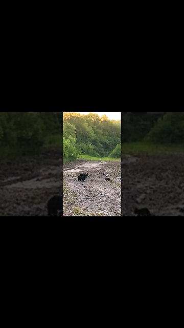 Black Bear cubs #blackbear #swamplife #southgeorgia #shorts