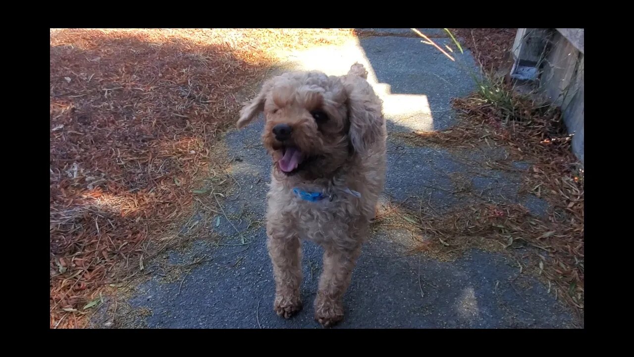 My Toy Poodle Rocky #poodles #toy poodles #puppies #dogs