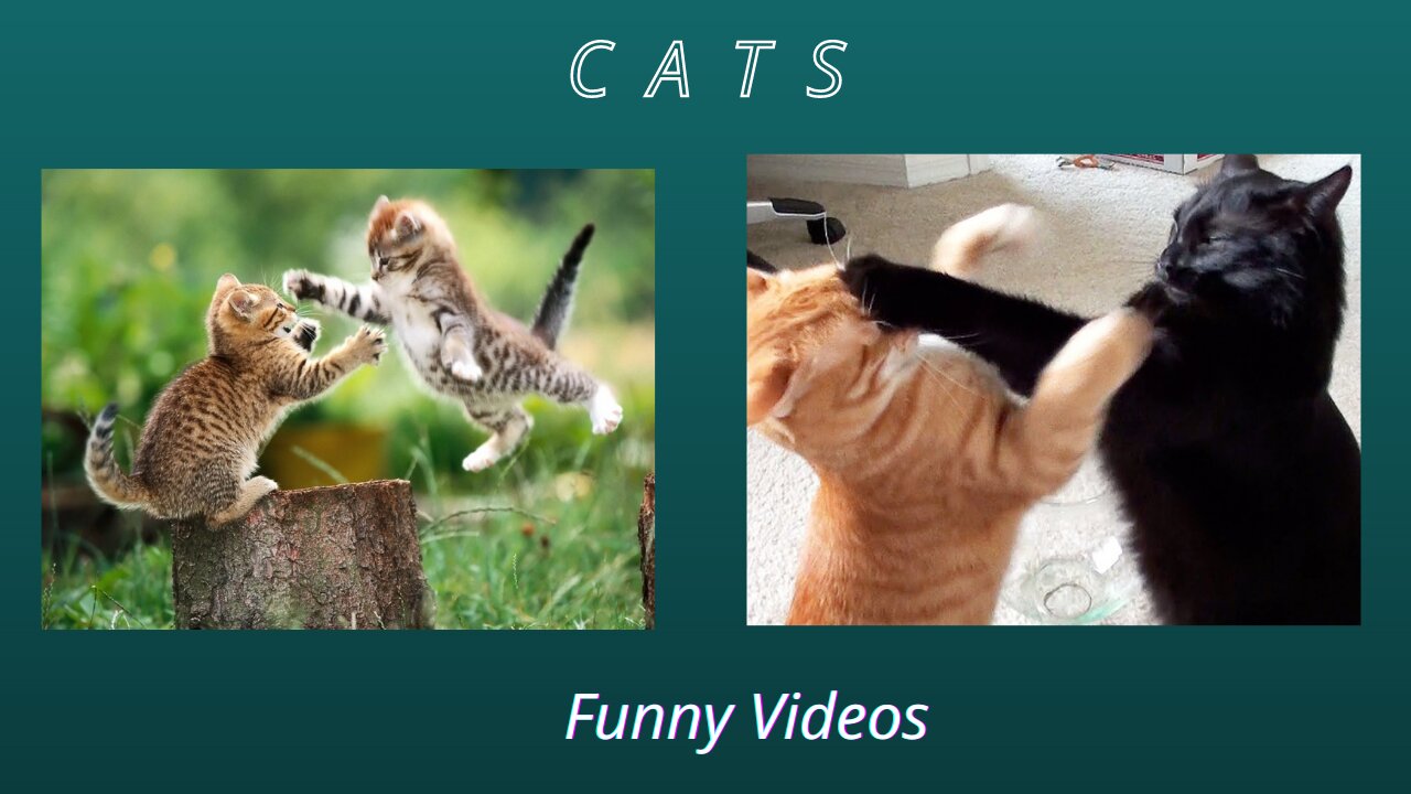 funny kittens 2021