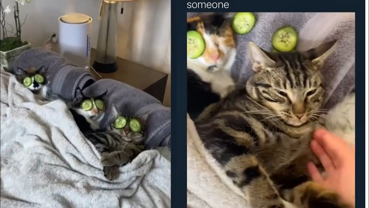 Aweee these cats are so majestic😻