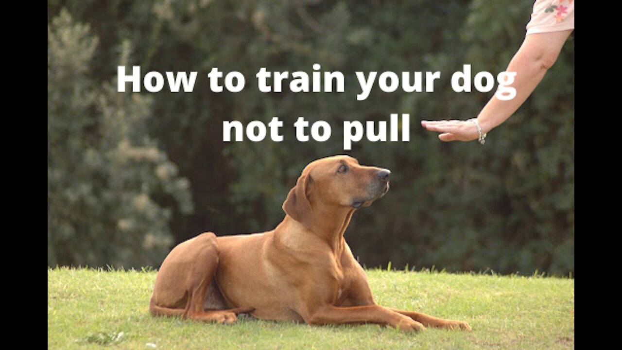 How to leash train your dog not to pull + dog training loose lead walking