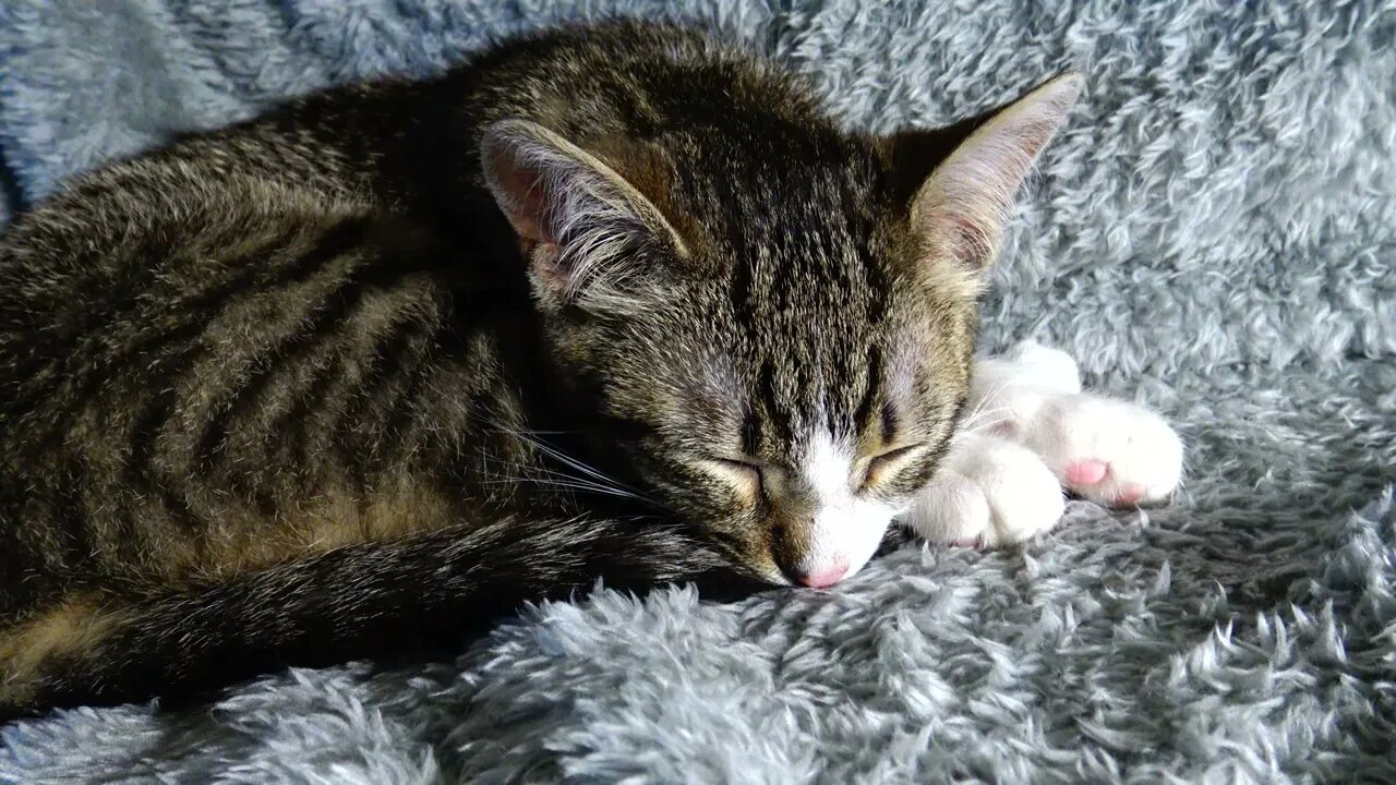 Kitten Rudolph Sleeps Right on His Little Nose