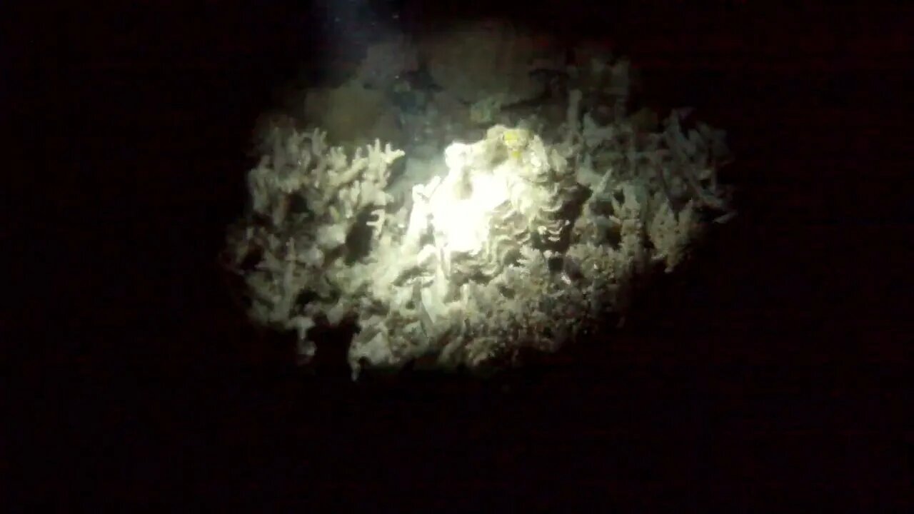 Night diving with a giant clam on the Great Barrier reef! Off of Cairns, Queensland, Australia