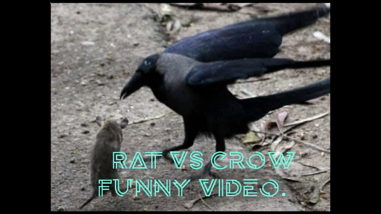 RAT AND CROW FIGHTING