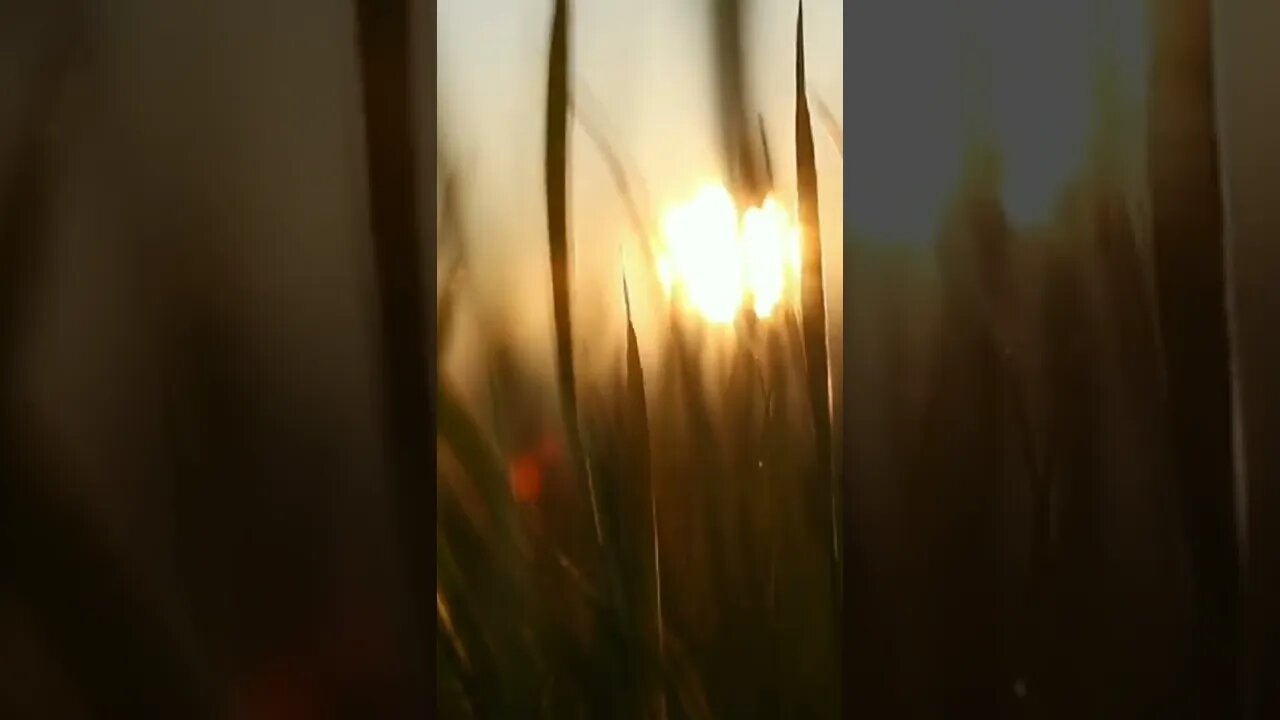 Leaves With The Sunset In The Background🌾🌞 #youtubeshorts #shortvideo #relaxingmusic