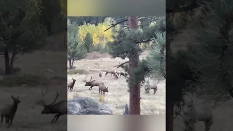 Hearing an Elk Bugle For The First Time