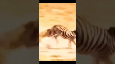 Zebra vs lion epic battle for survival