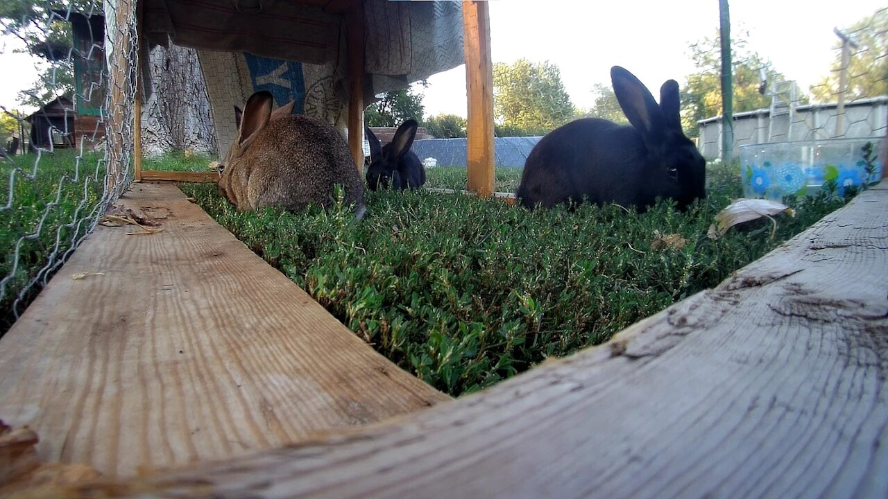 Young rabbits on the move for some fresh green