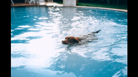 How to swim for dogs