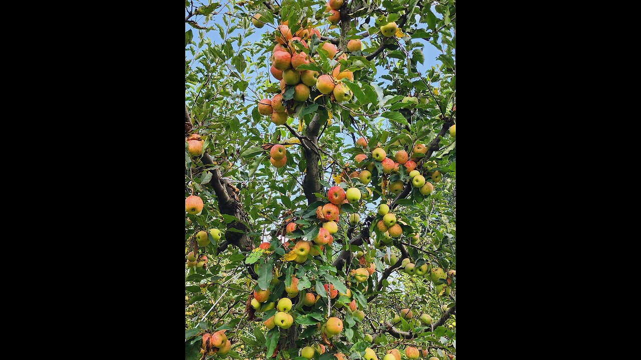 Apple garden / visiting place. Beautiful swat