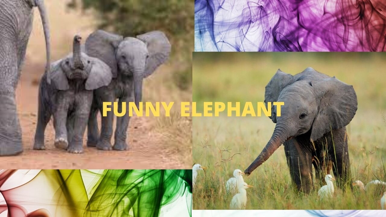 Funny Elephant #JEETRAJ #FUNNY