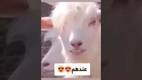 متت من الضحك بالأخص مع الموسيقى