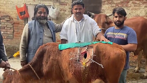 Rumenotomy in animal l impaction of rumen l Bloat l Tympany l plastic bag in rumen l drumar