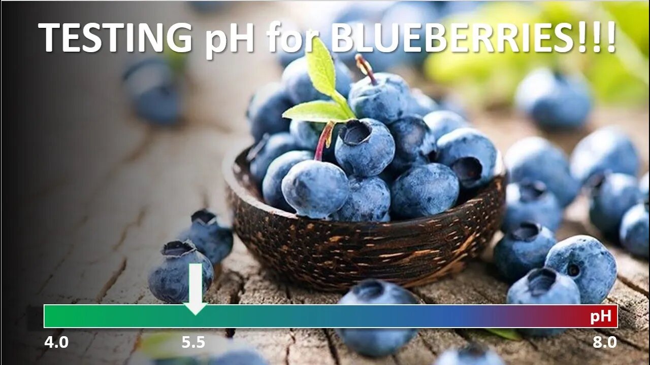 TNT #167: Testing Soil pH for Better Blueberries