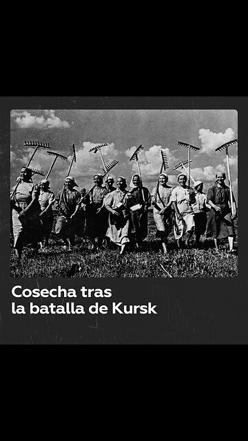 Cosecha en Kursk: estampa bucólica tras la mayor batalla de tanques
