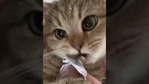 PLAYING CAT VIDEO MEAWWW