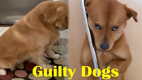 Guilty Dogs Reactions