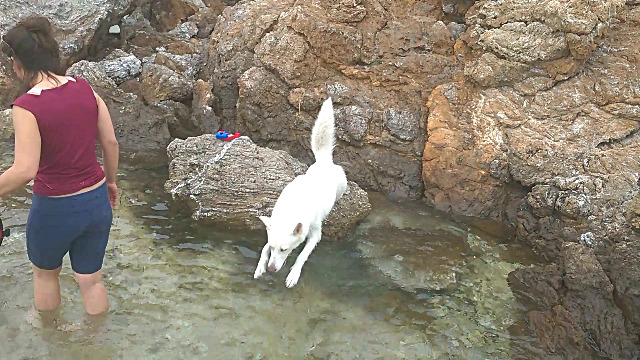 Husky Reaction First Time on the Rocks by the Sea