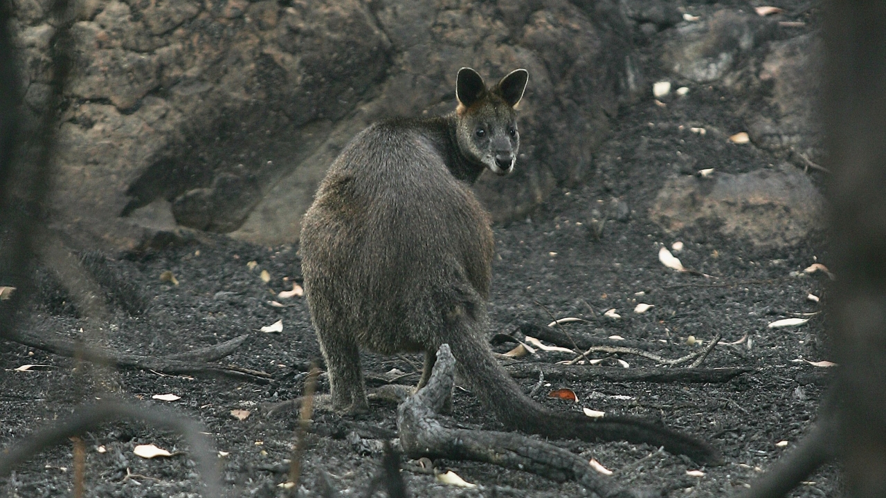 Australia Airdrops Tons Of Food To Starving Wildlife