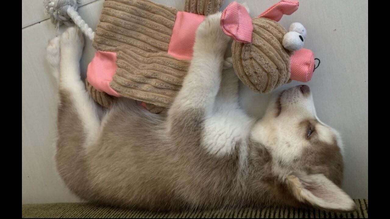 beautiful puppy 45 days dressed !!!