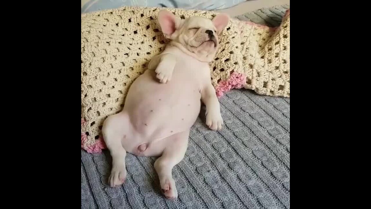 Adorable Frenchie Puppy Sleeps In Cutest Possible Way