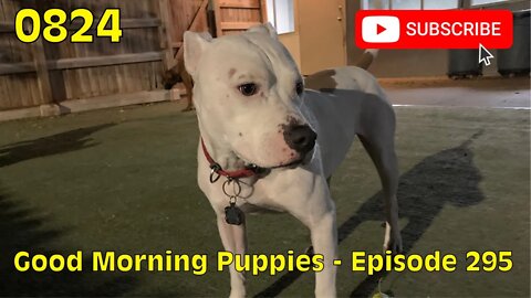 [0824] GOOD MORNING PUPPIES - EPISODE 295 [#dogs #doggos #doggies #puppies #dogdaycare]