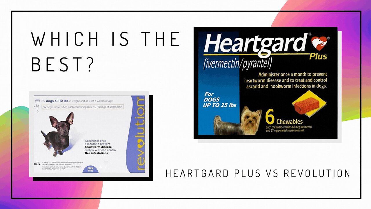 Heartgard Plus Vs Revolution – Which is the Best?