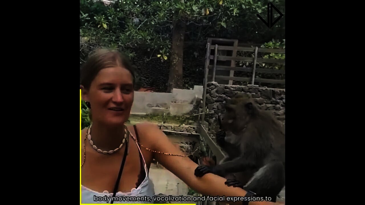 Funny Monkey Videos