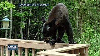 Bear spotted in Howard-Suamico area